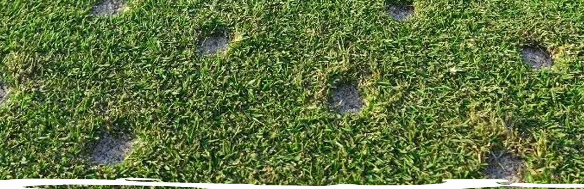 Lawn Aeration Services