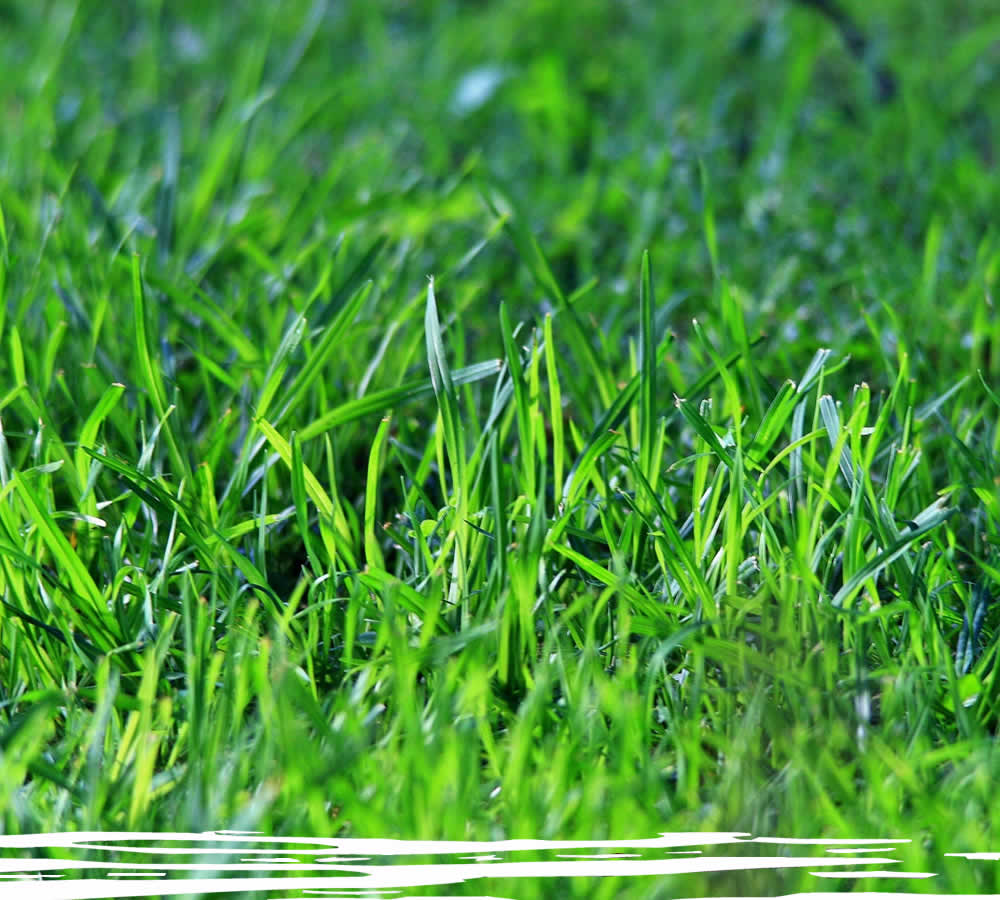 Lawn Fertilization Services