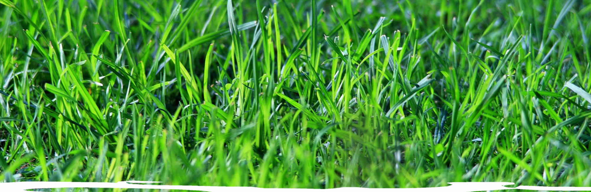 Lawn Fertilization Services