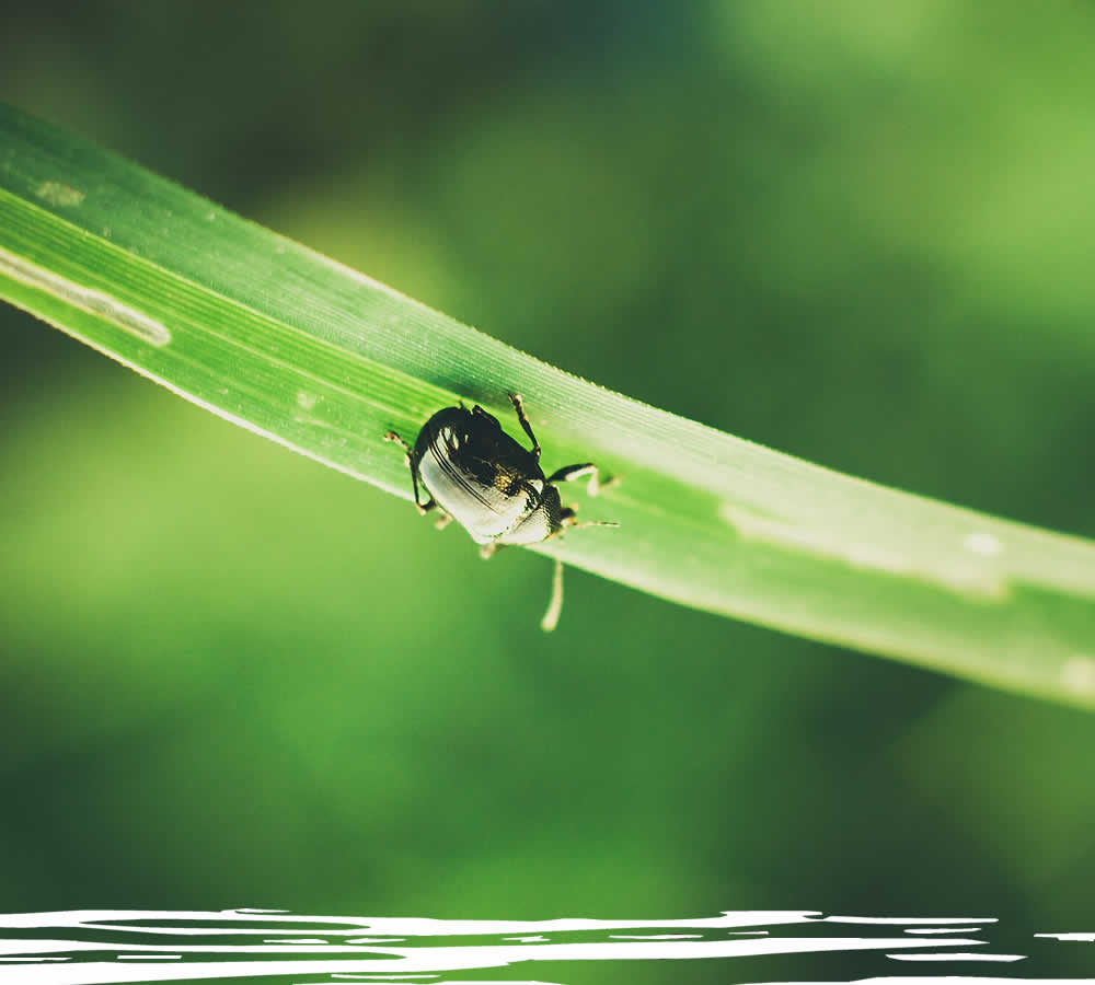 Insect Control Services