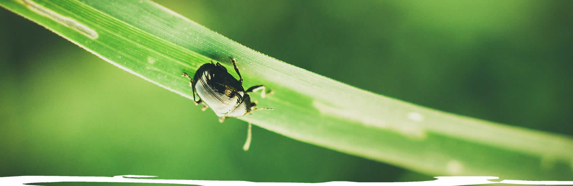 Insect Control Services