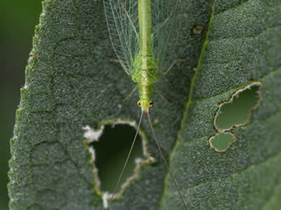 Insecticide Pest Control Services