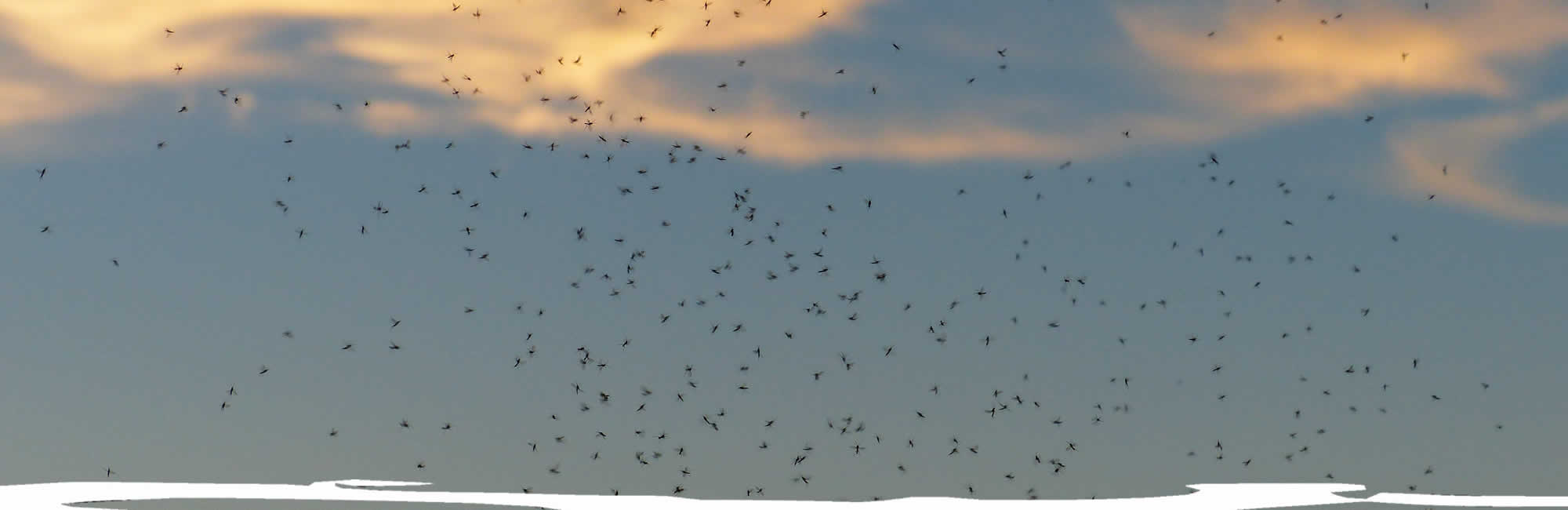 Mosquito Control Services