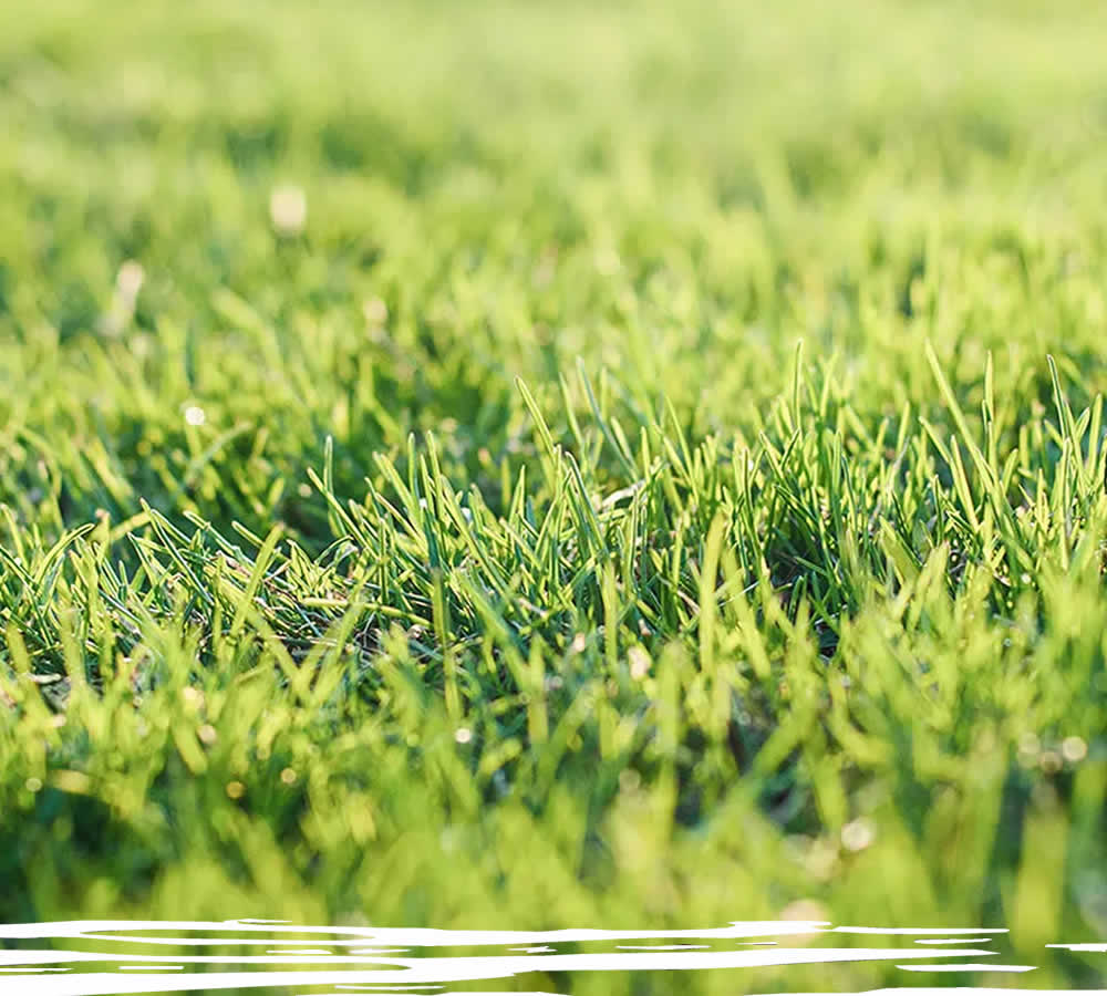 Lawn Overseeding Services