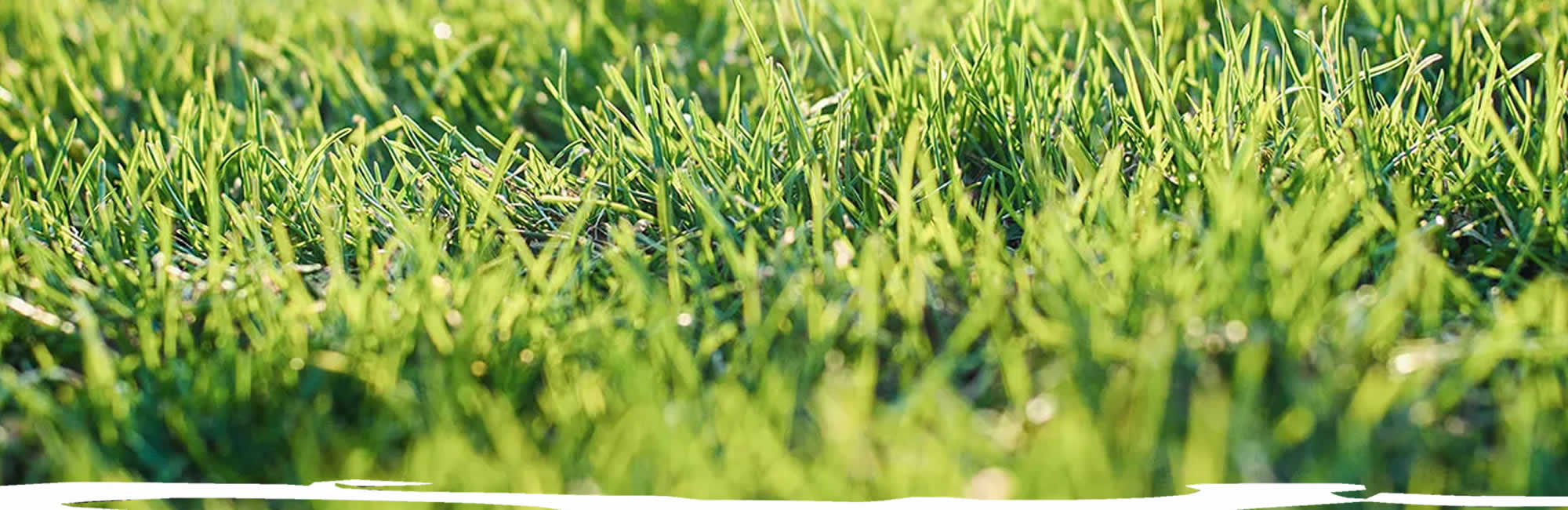 Lawn Overseeding Services