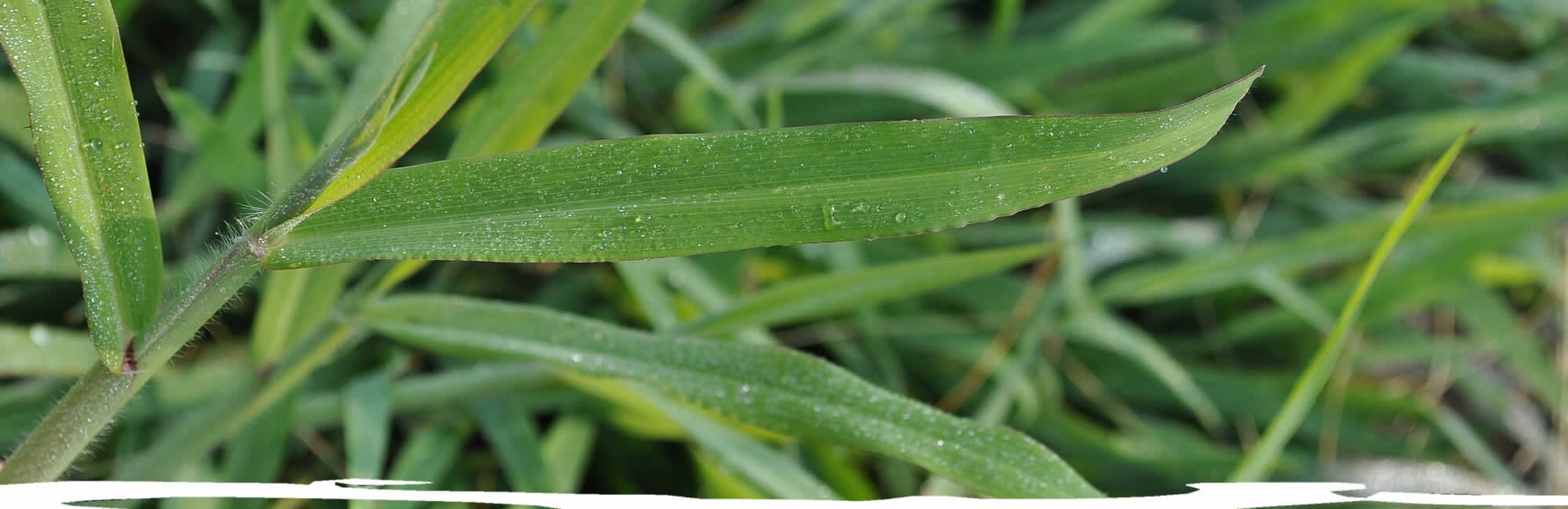 Weed Control Services